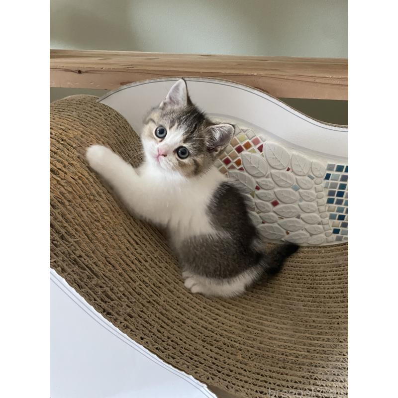 販売中の埼玉県のブリティッシュショートヘア-132720の2枚目