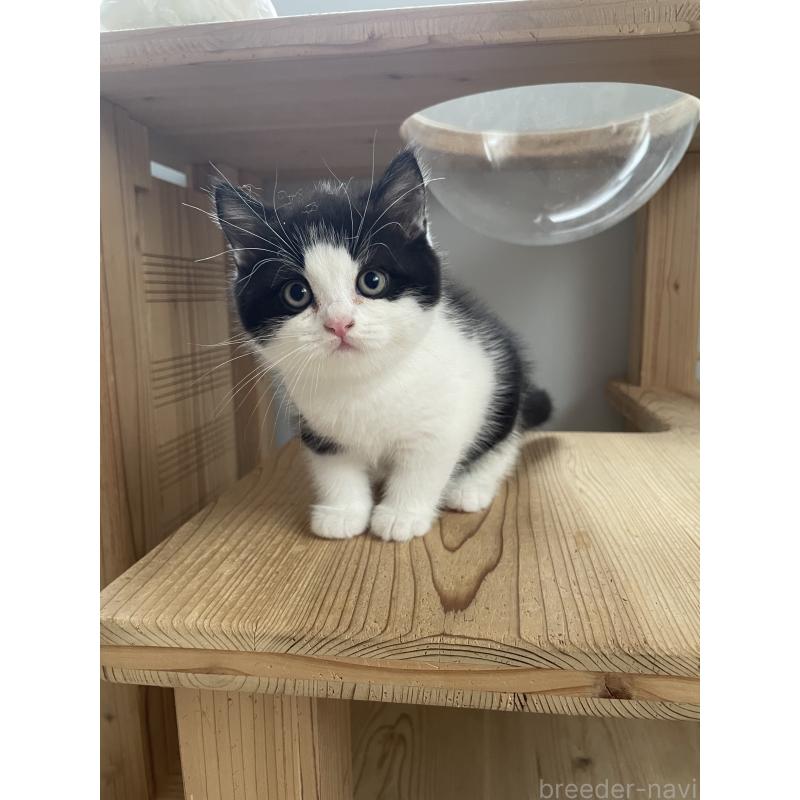 販売中の埼玉県のブリティッシュショートヘア-132721の9枚目