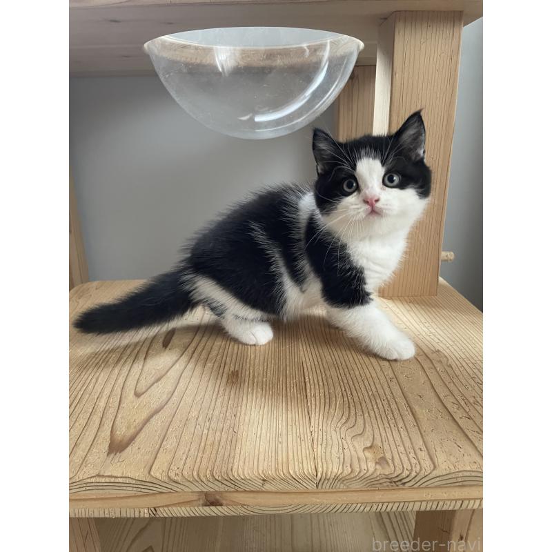 販売中の埼玉県のブリティッシュショートヘア-132721の8枚目