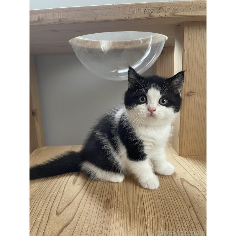 販売中の埼玉県のブリティッシュショートヘア-132721の7枚目