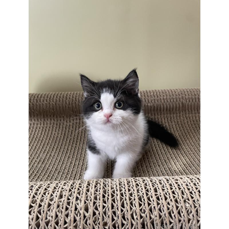 販売中の埼玉県のブリティッシュショートヘア-132721の6枚目