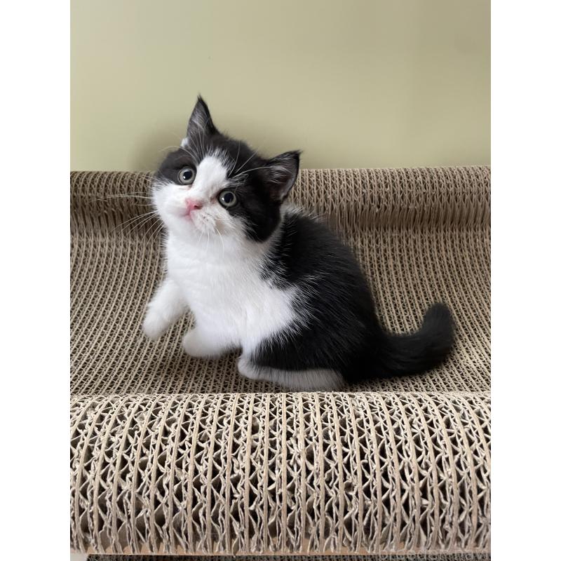 販売中の埼玉県のブリティッシュショートヘア-132721の4枚目