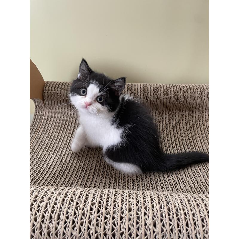 販売中の埼玉県のブリティッシュショートヘア-132721の3枚目