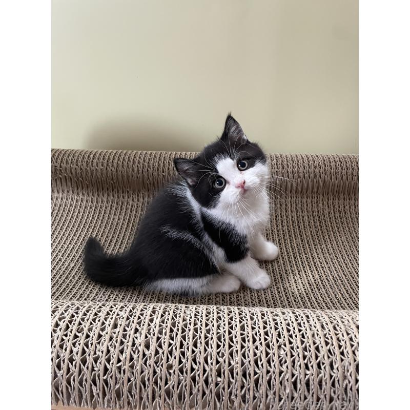 販売中の埼玉県のブリティッシュショートヘア-132721の2枚目