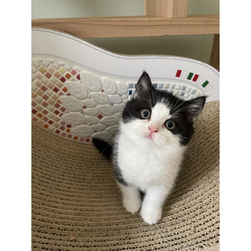 販売中の埼玉県のブリティッシュショートヘア-132721