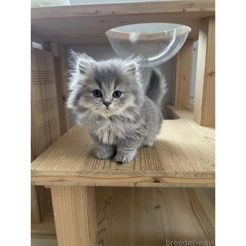 販売中の埼玉県のブリティッシュロングヘア-132722の9枚目