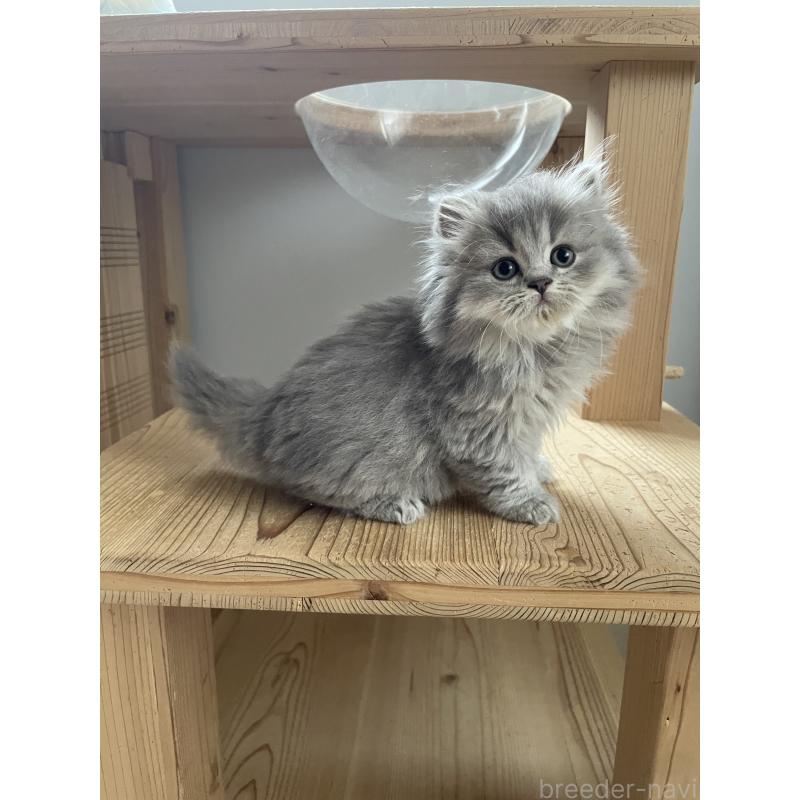 販売中の埼玉県のブリティッシュロングヘア-132722