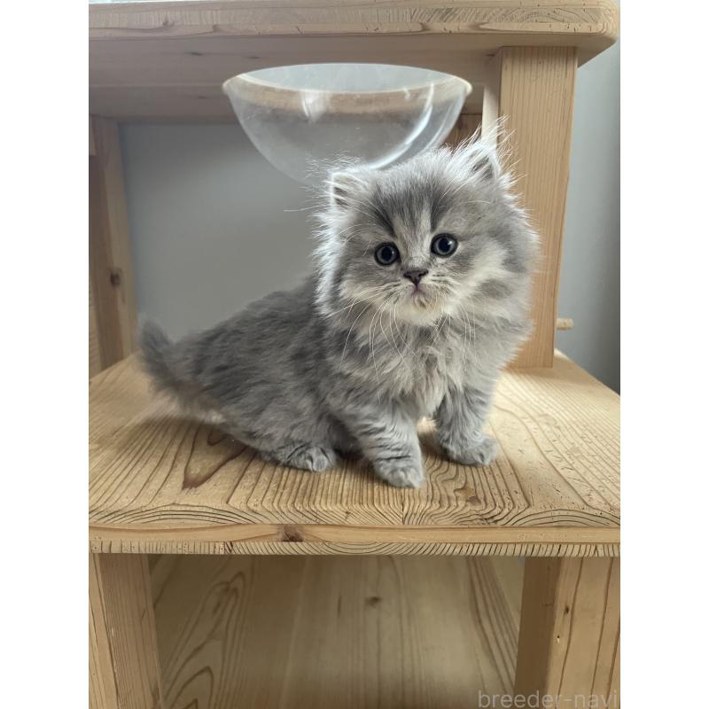 販売中の埼玉県のブリティッシュロングヘア-132722の8枚目