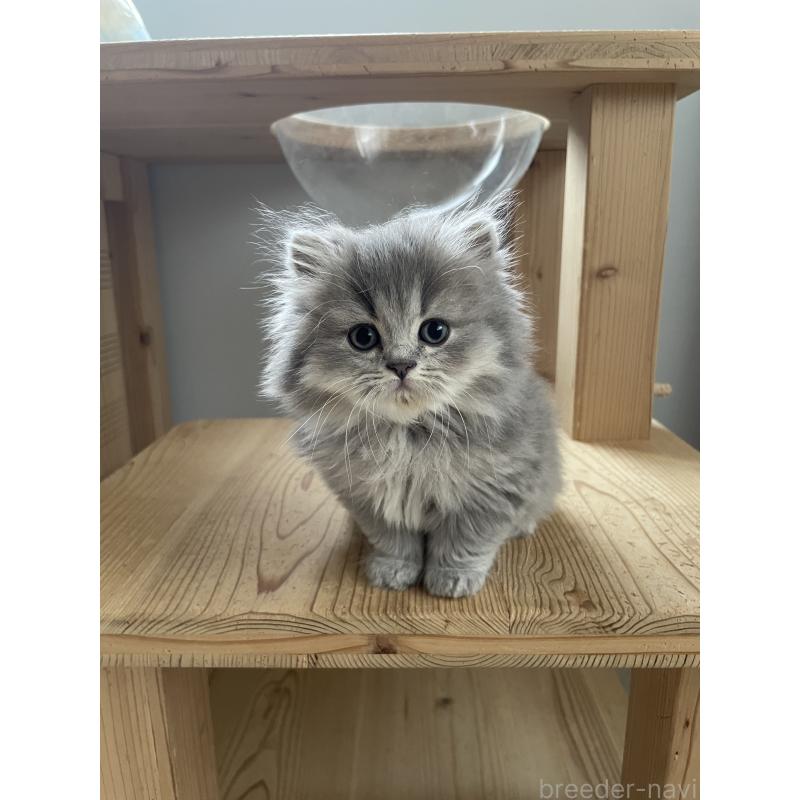 販売中の埼玉県のブリティッシュロングヘア-132722の7枚目