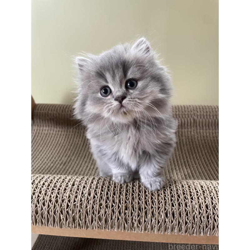 販売中の埼玉県のブリティッシュロングヘア-132722の6枚目