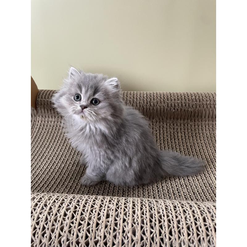 販売中の埼玉県のブリティッシュロングヘア-132722の5枚目