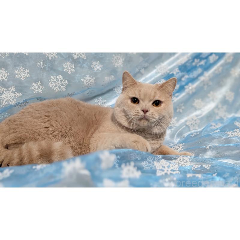 販売中の宮城県のブリティッシュショートヘア-113017の11枚目