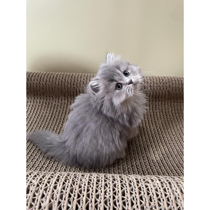 販売中の埼玉県のブリティッシュロングヘア-132722の4枚目