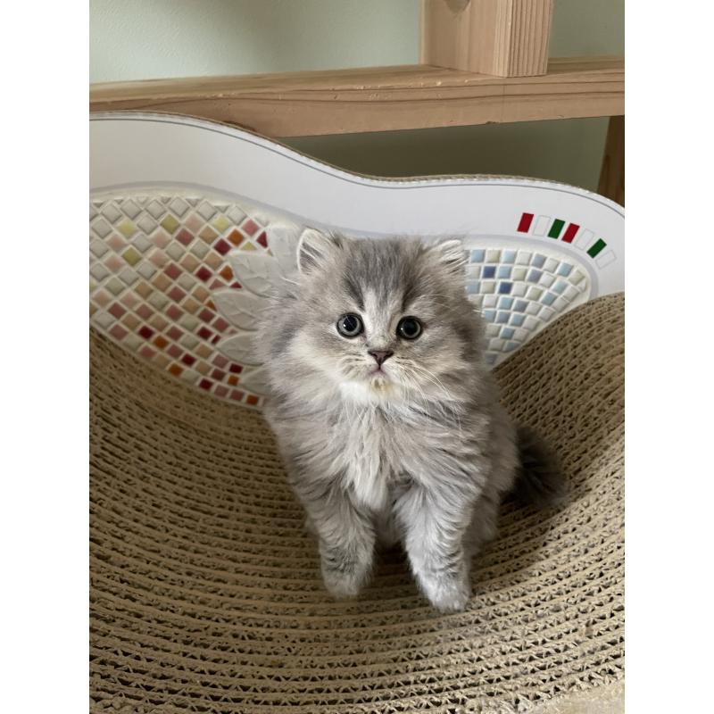 販売中の埼玉県のブリティッシュロングヘア-132722の3枚目