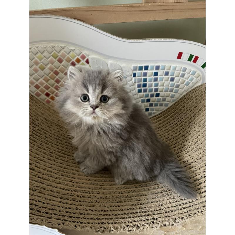 販売中の埼玉県のブリティッシュロングヘア-132722の2枚目