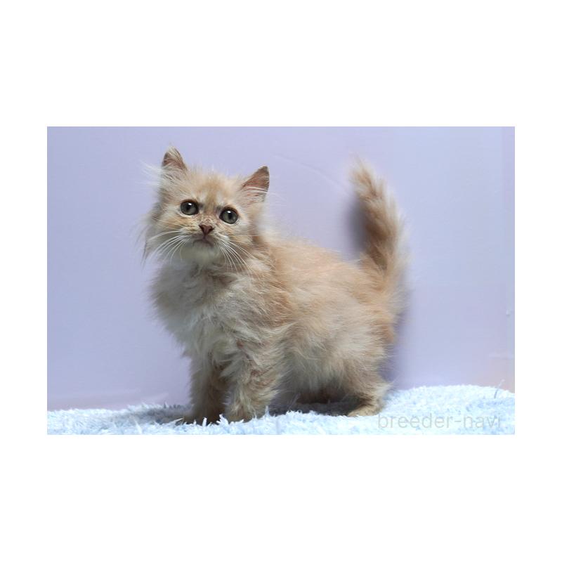 販売中の群馬県のミヌエット-129754の4枚目