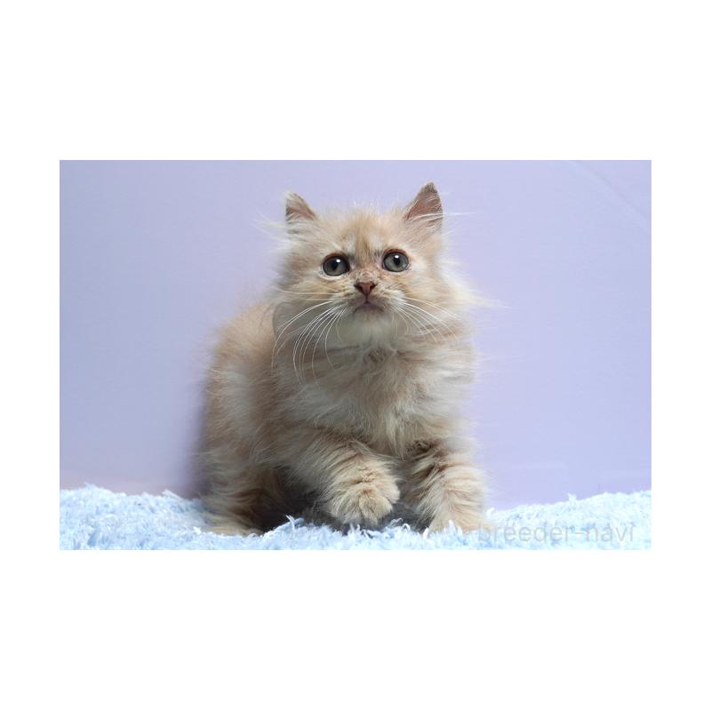 販売中の群馬県のミヌエット-129754の3枚目