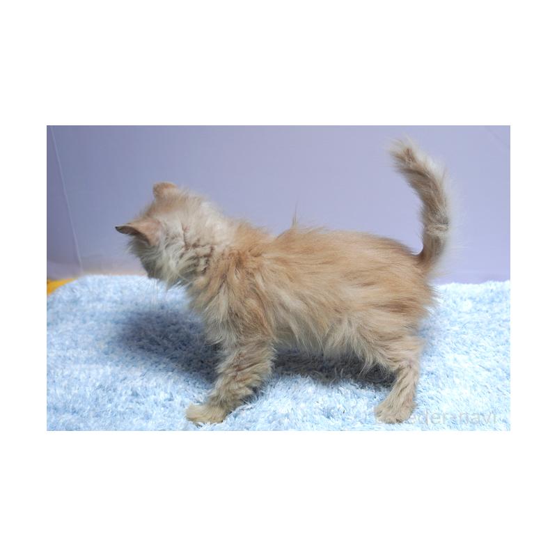 販売中の群馬県のミヌエット-129754の2枚目