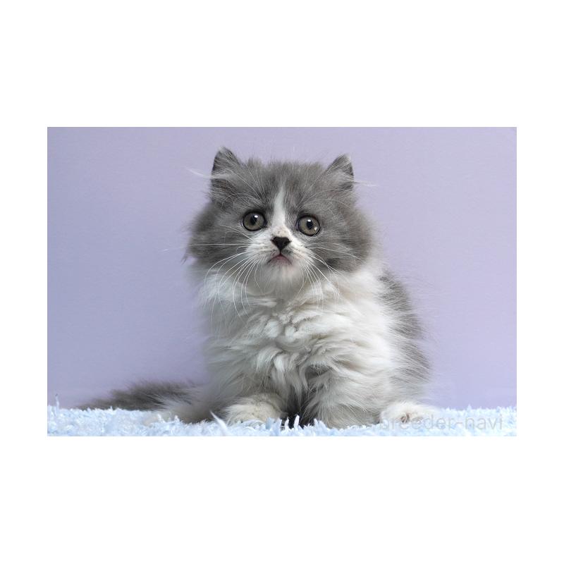 販売中の群馬県のミヌエット(短足)-129752の4枚目