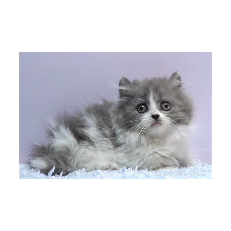 販売中の群馬県のミヌエット(短足)-129752の3枚目