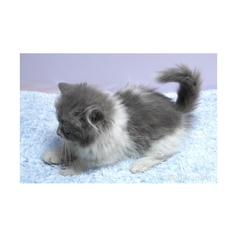 販売中の群馬県のミヌエット(短足)-129752の2枚目