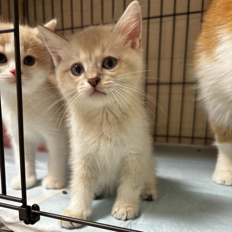 成約済の埼玉県のマンチカン-129010の7枚目