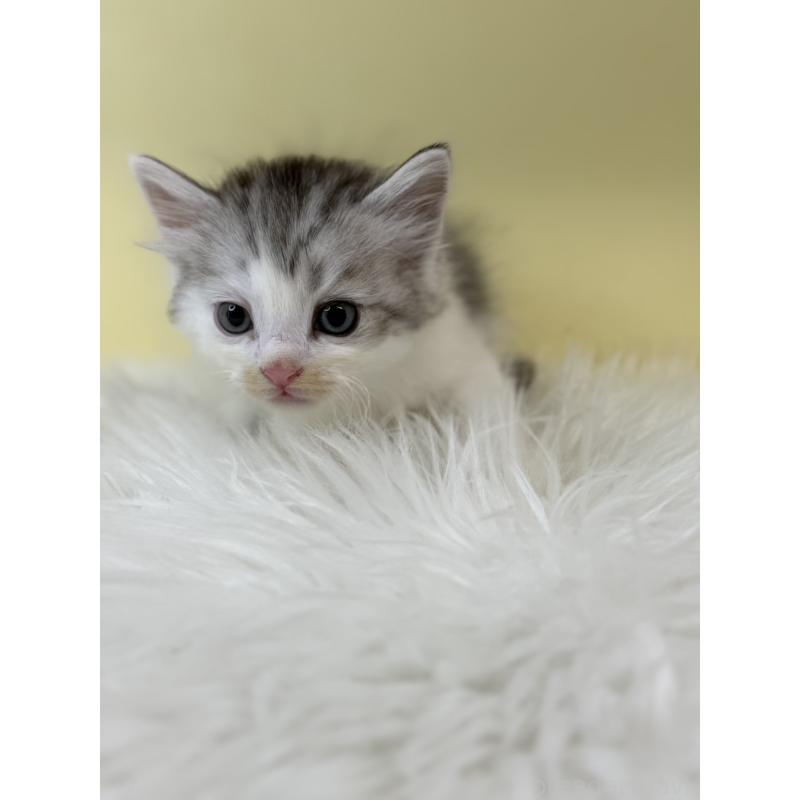 販売中の埼玉県のサイベリアン-132162の4枚目