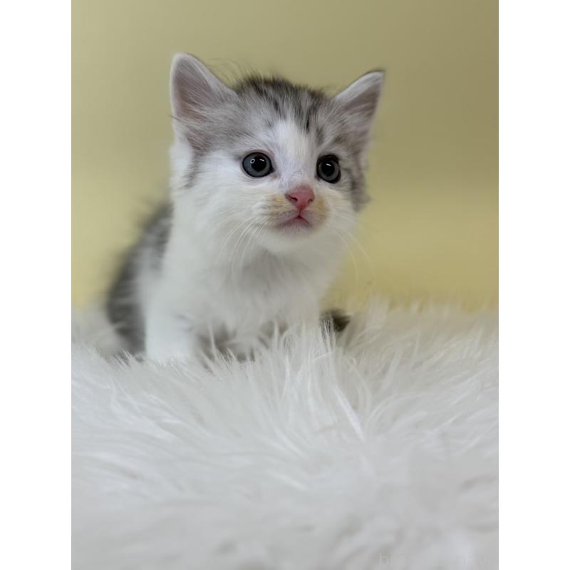 販売中の埼玉県のサイベリアン-132162の3枚目