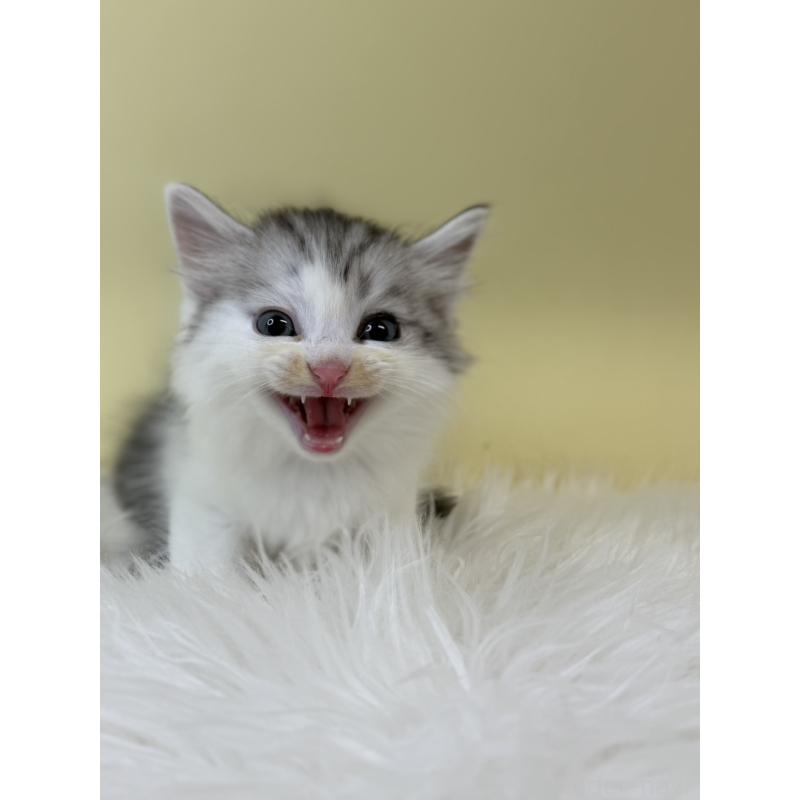 販売中の埼玉県のサイベリアン-132162の2枚目