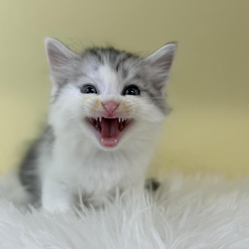 販売中の埼玉県のサイベリアン-132162の1枚目