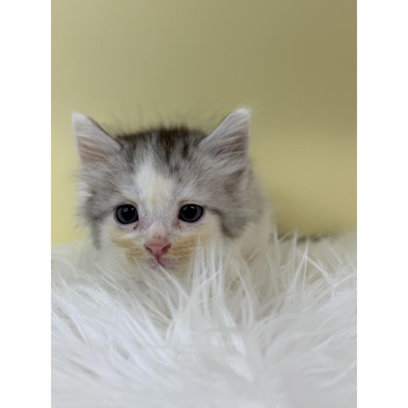 販売中の埼玉県のサイベリアン-132163の4枚目