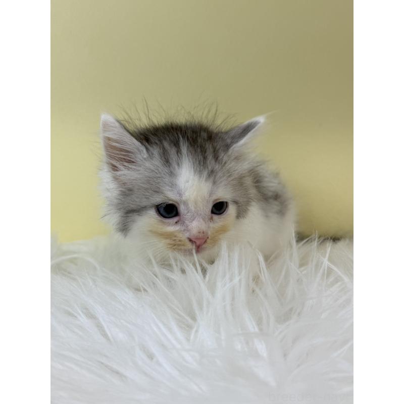 販売中の埼玉県のサイベリアン-132163の3枚目