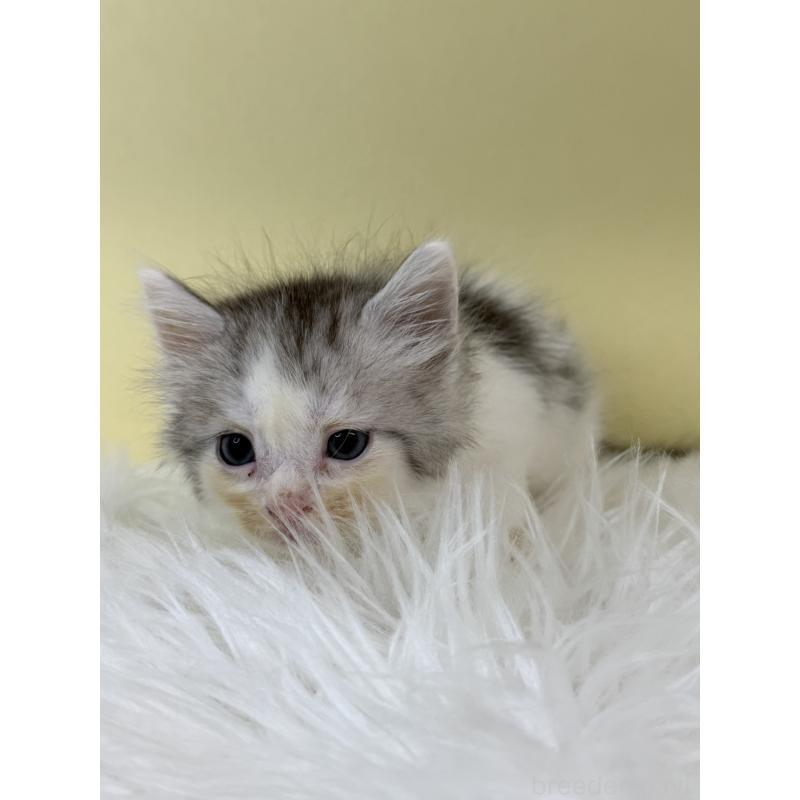 販売中の埼玉県のサイベリアン-132163の2枚目