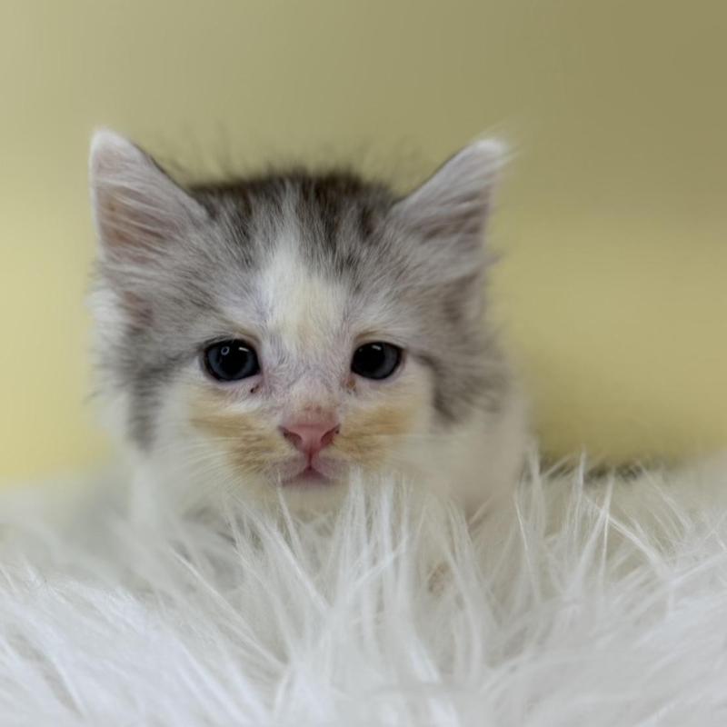 販売中の埼玉県のサイベリアン-132163の1枚目