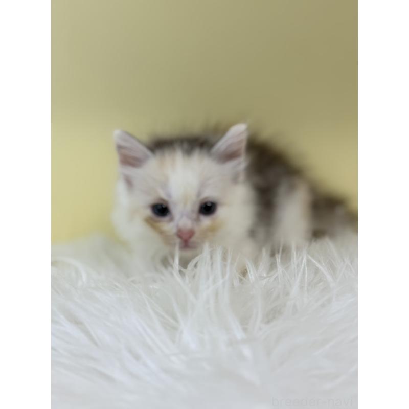 販売中の埼玉県のサイベリアン-132164の3枚目