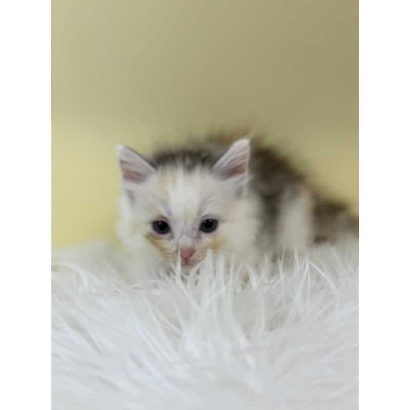 販売中の埼玉県のサイベリアン-132164の4枚目