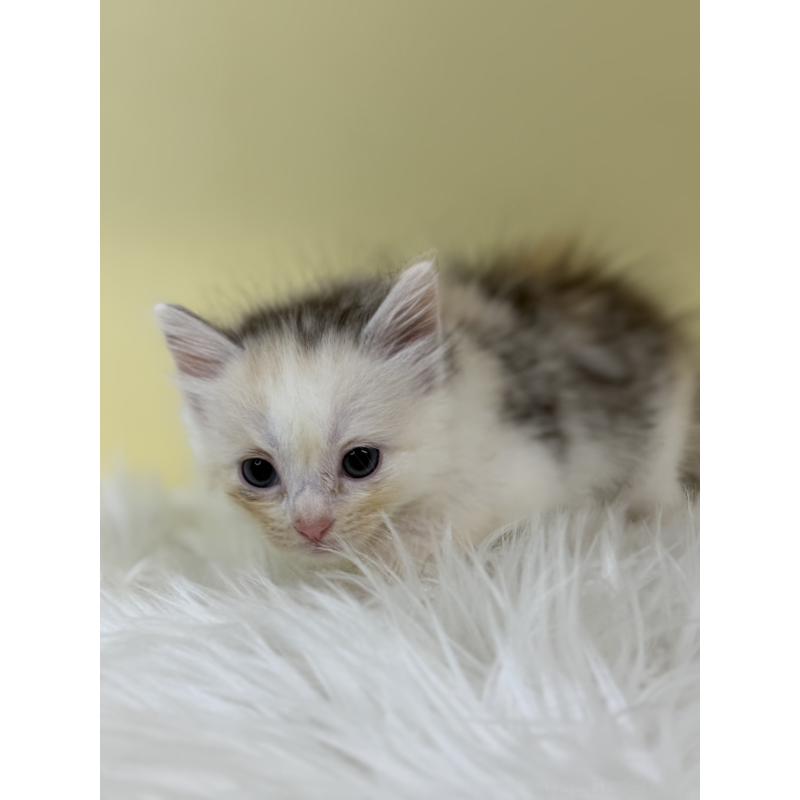 販売中の埼玉県のサイベリアン-132164の2枚目