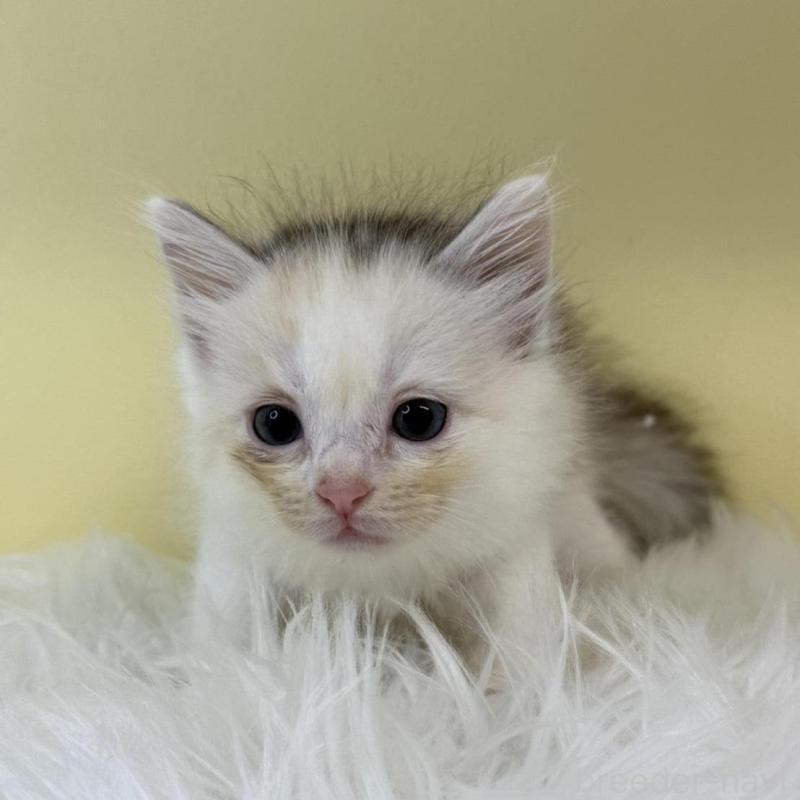 販売中の埼玉県のサイベリアン-132164の1枚目