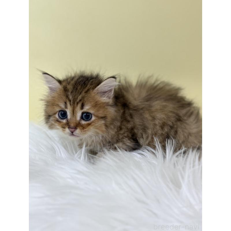 販売中の埼玉県のサイベリアン-132165の4枚目