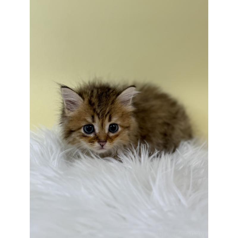 販売中の埼玉県のサイベリアン-132165の3枚目