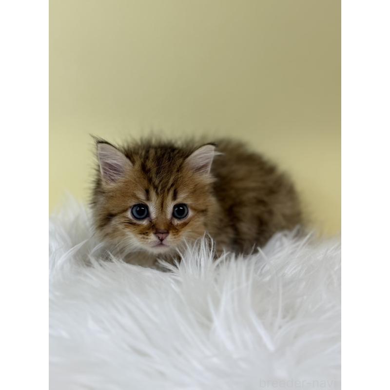 販売中の埼玉県のサイベリアン-132165の2枚目