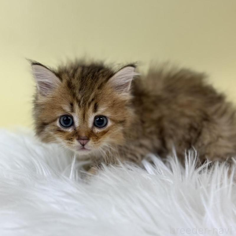 販売中の埼玉県のサイベリアン-132165の1枚目