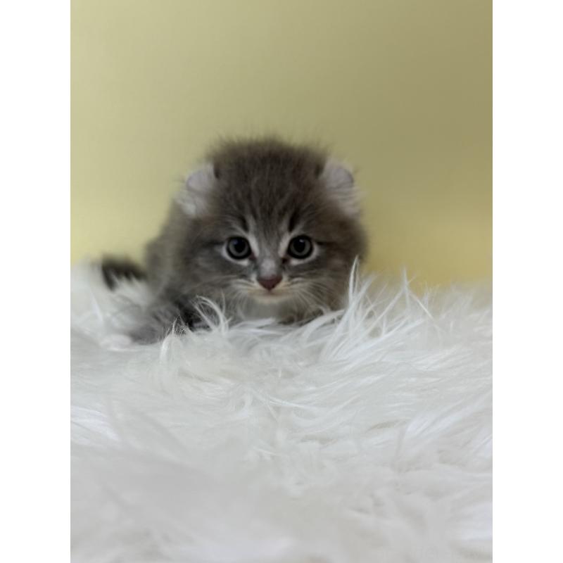 販売中の埼玉県のアメリカンカール-132166の4枚目