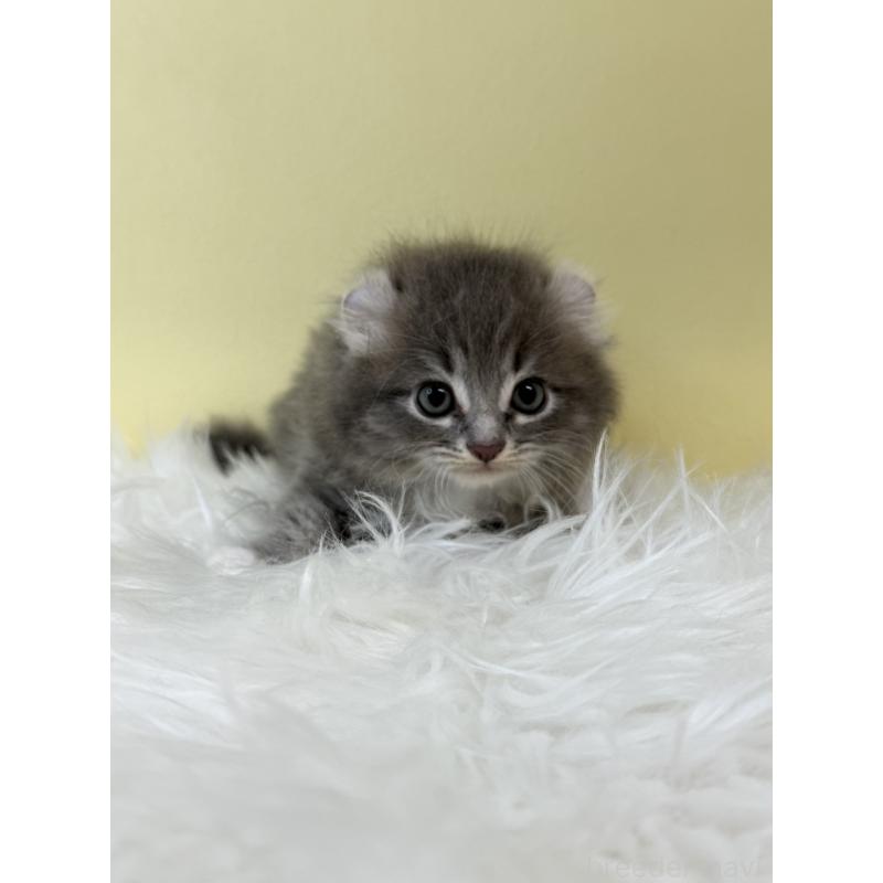 販売中の埼玉県のアメリカンカール-132166の3枚目