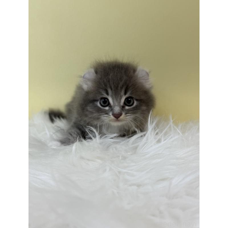 販売中の埼玉県のアメリカンカール-132166の2枚目