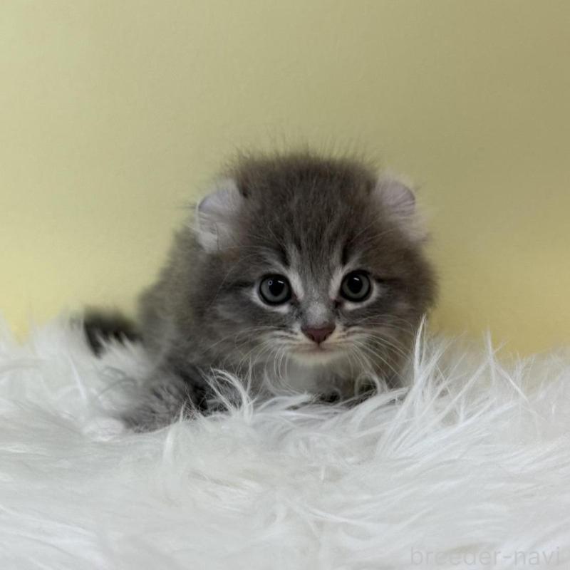 販売中の埼玉県のアメリカンカール-132166の1枚目