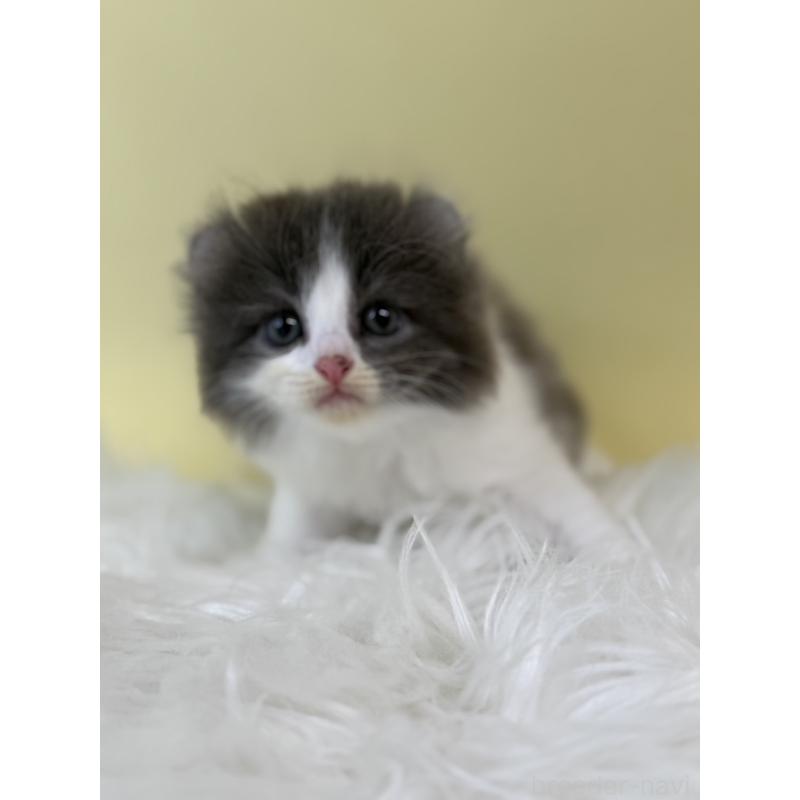 販売中の埼玉県のアメリカンカール-132167の4枚目