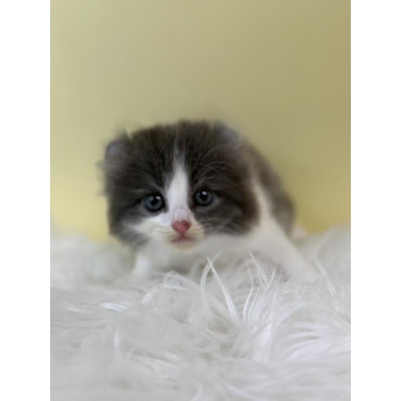 販売中の埼玉県のアメリカンカール-132167の3枚目