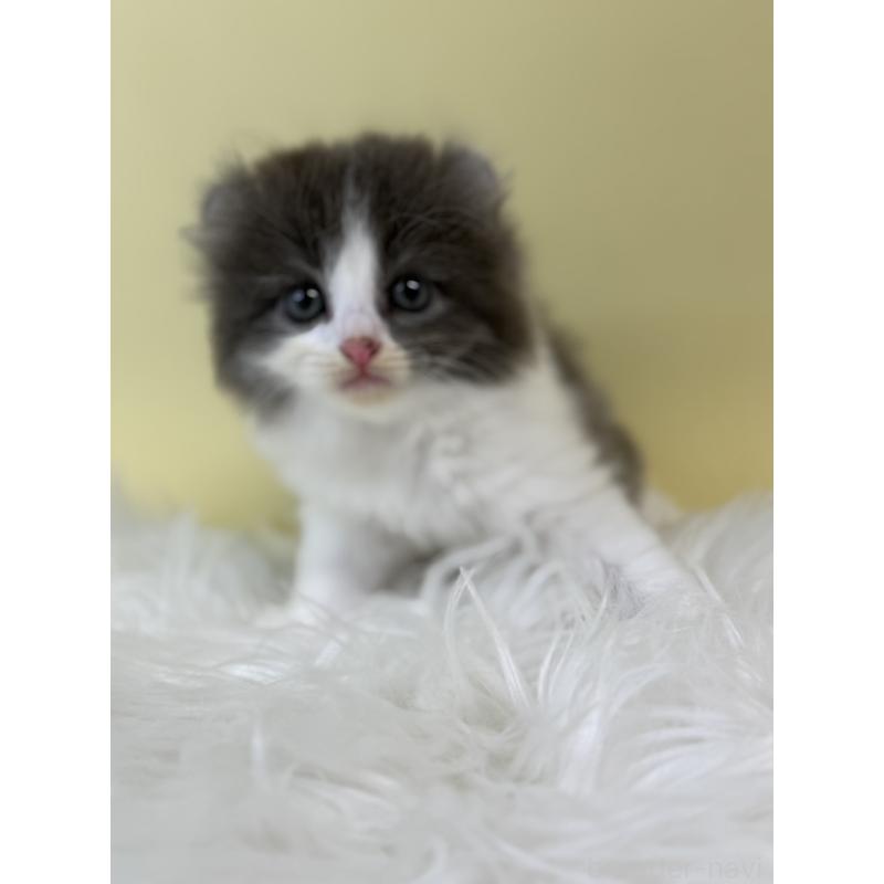 販売中の埼玉県のアメリカンカール-132167の2枚目