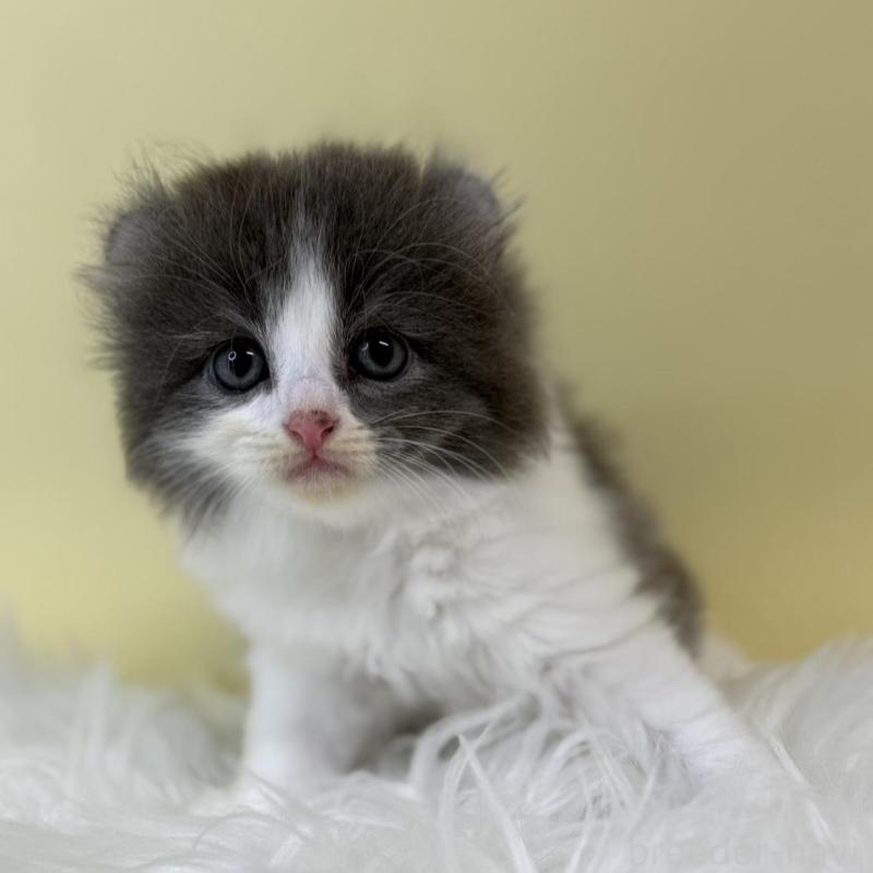 販売中の埼玉県のアメリカンカール-132167の1枚目